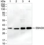 RCAS1 Antibody in Western Blot (WB)