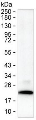 VAMP1 Antibody in Western Blot (WB)