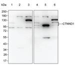 delta Catenin Antibody in Western Blot (WB)