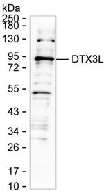 DTX3L Antibody in Western Blot (WB)