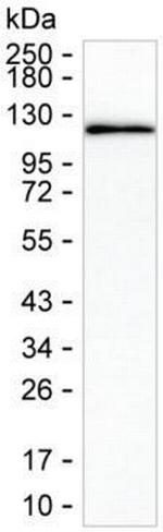 STAT2 Antibody in Western Blot (WB)