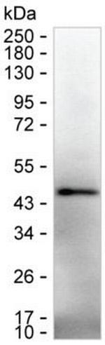 IL-12 p40 Antibody in Western Blot (WB)