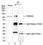 PDE5 Antibody in Immunoprecipitation (IP)