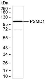 PSMD1 Antibody in Western Blot (WB)