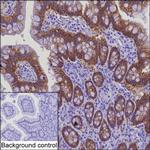 Claudin 3 Antibody in Immunohistochemistry (Paraffin) (IHC (P))