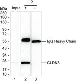 Claudin 3 Antibody in Immunoprecipitation (IP)