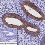 IKK gamma Antibody in Immunohistochemistry (Paraffin) (IHC (P))