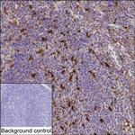 IL-18 Antibody in Immunohistochemistry (Paraffin) (IHC (P))