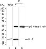 IL-18 Antibody in Immunoprecipitation (IP)