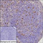 IL-18 Antibody in Immunohistochemistry (Paraffin) (IHC (P))