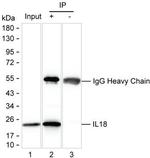 IL-18 Antibody in Immunoprecipitation (IP)