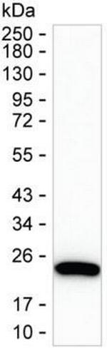 IL-18 Antibody in Western Blot (WB)