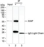 XIAP Antibody in Immunoprecipitation (IP)