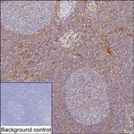 CXCL12 Antibody in Immunohistochemistry (Paraffin) (IHC (P))