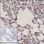 IRF9 Antibody in Immunohistochemistry (Paraffin) (IHC (P))