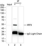 IRF9 Antibody in Immunoprecipitation (IP)