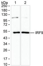 IRF9 Antibody in Western Blot (WB)