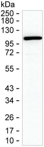 PSMD1 Antibody in Western Blot (WB)