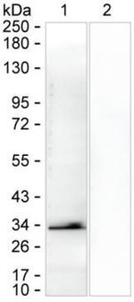 CHOP Antibody in Western Blot (WB)