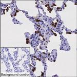 Cathepsin S Antibody in Immunohistochemistry (Paraffin) (IHC (P))