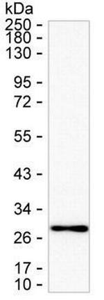 Cathepsin S Antibody in Western Blot (WB)