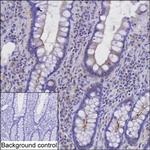 ZO-3 Antibody in Immunohistochemistry (Paraffin) (IHC (P))