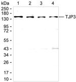 ZO-3 Antibody in Western Blot (WB)