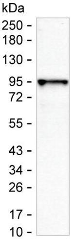 TBX3 Antibody in Western Blot (WB)