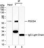 PDCD4 Antibody in Immunoprecipitation (IP)