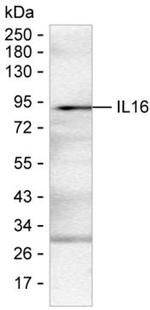 IL-16 Antibody in Western Blot (WB)