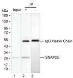 SNAP25 Antibody in Immunoprecipitation (IP)