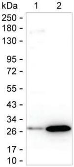 SNAP25 Antibody in Western Blot (WB)