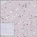 GDNF Antibody in Immunohistochemistry (Paraffin) (IHC (P))