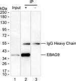 RCAS1 Antibody in Immunoprecipitation (IP)