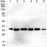 RCAS1 Antibody in Western Blot (WB)