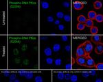 Phospho-DNA-PK (Ser2056) Antibody in Immunocytochemistry (ICC/IF)