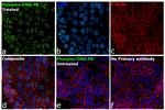 Phospho-DNA-PK (Ser2056) Antibody in Immunocytochemistry (ICC/IF)