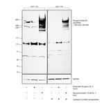 Phospho-DNA-PK (Ser2056) Antibody