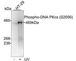 Phospho-DNA-PK (Ser2056) Antibody in Western Blot (WB)