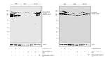 Phospho-DNA-PK (Ser2056) Antibody in Western Blot (WB)