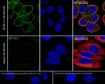 B7-H4 Antibody in Immunocytochemistry (ICC/IF)