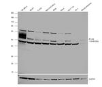 B7-H4 Antibody in Western Blot (WB)