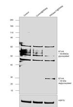 B7-H4 Antibody in Western Blot (WB)