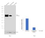 B7-H4 Antibody in Western Blot (WB)