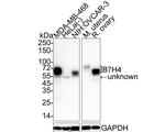 B7-H4 Antibody in Western Blot (WB)