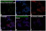 Phospho-Syk (Tyr525, Tyr526) Antibody in Immunocytochemistry (ICC/IF)