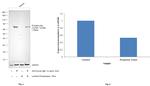 Phospho-Syk (Tyr525, Tyr526) Antibody