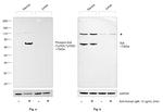 Phospho-Syk (Tyr525, Tyr526) Antibody in Western Blot (WB)