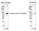 Phospho-Syk (Tyr525, Tyr526) Antibody in Western Blot (WB)