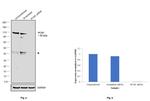 PCAF Antibody in Western Blot (WB)